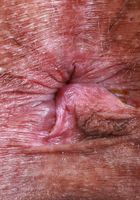 Naudi Nala from ATK Exotics