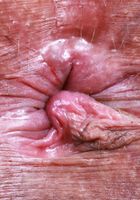 Naudi Nala is ready for a good workout, Naudi Nala (avi004) ATK Exotics: Naudi Nala (Naudi Nala is ready for a good workout)