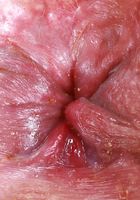 Kate Legend from ATK Exotics